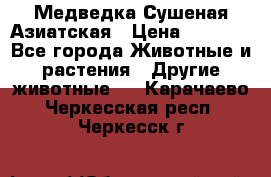 Медведка Сушеная Азиатская › Цена ­ 1 400 - Все города Животные и растения » Другие животные   . Карачаево-Черкесская респ.,Черкесск г.